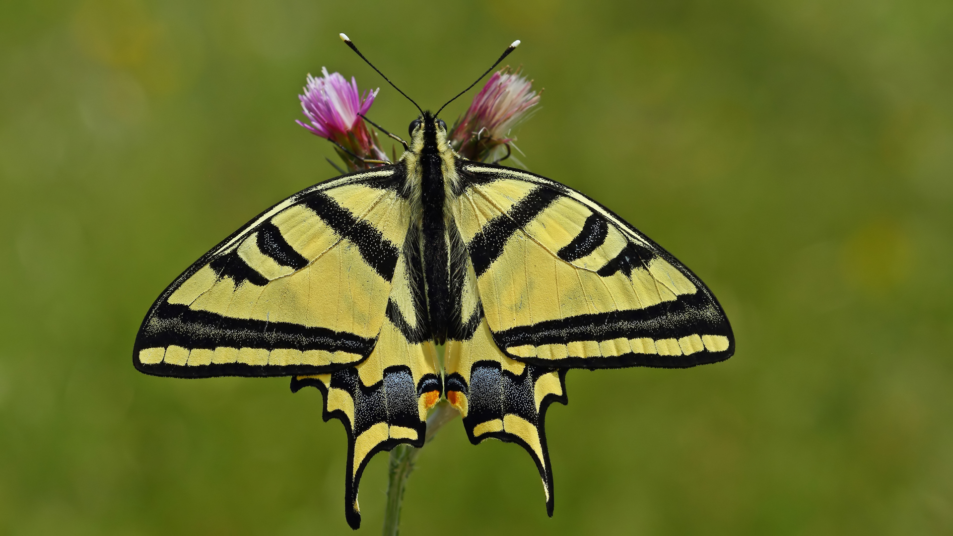 Бабочка с желтыми крыльями. Парусник Кочубей бабочка. Бабочка парусник Коцебу. Giant Swallowtail бабочка. Махаон бабочка Махаон.